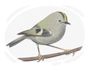goldcrest
