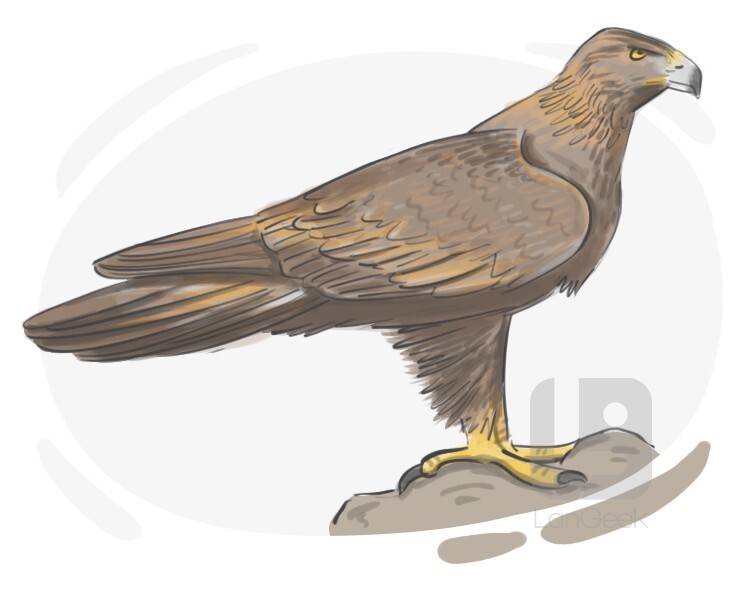 Definition & Meaning of "Golden eagle" LanGeek