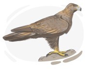 golden eagle