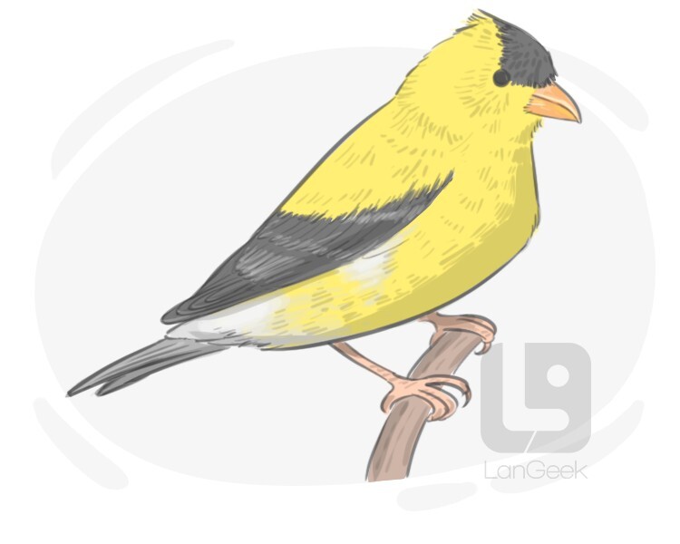 new world goldfinch definition and meaning