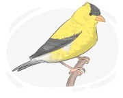 goldfinch