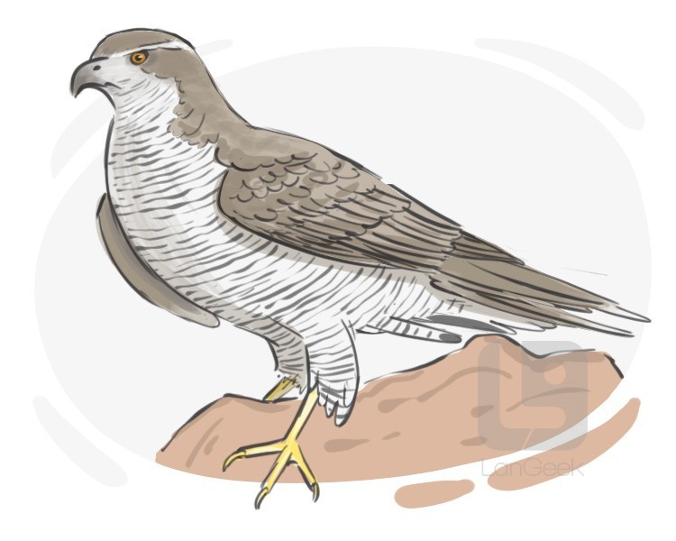 goshawk definition and meaning