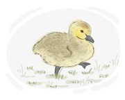 gosling