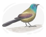grackle