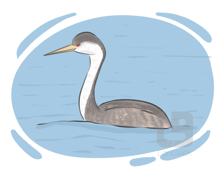 grebe definition and meaning