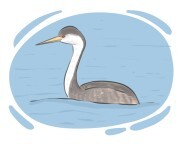 grebe