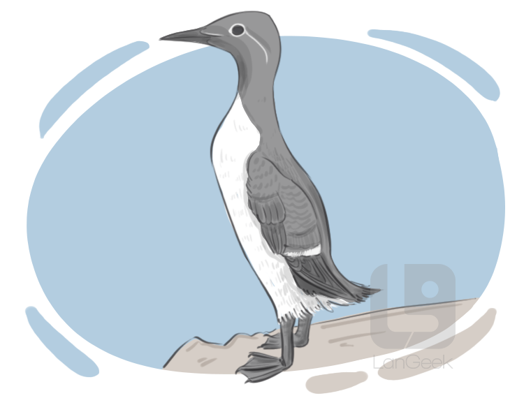 guillemot definition and meaning