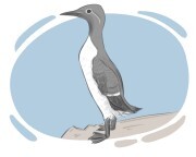 guillemot