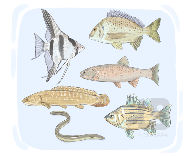 freshwater fish definition and meaning