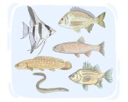 freshwater fish