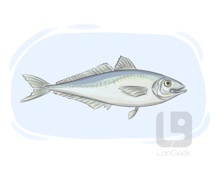 horse mackerel definition and meaning