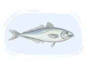 horse mackerel
