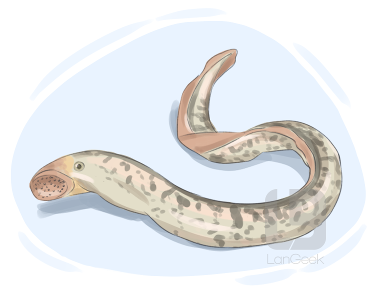 lamprey eel definition and meaning