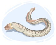 lamprey