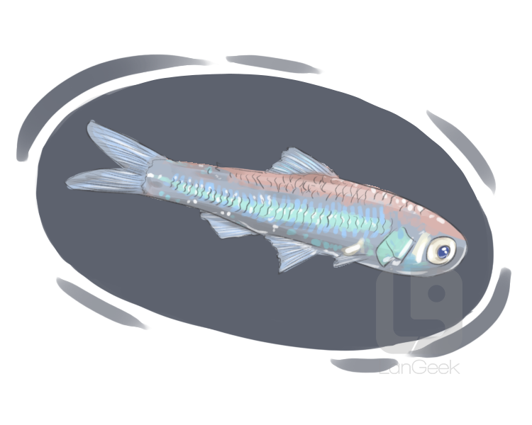 lanternfish definition and meaning