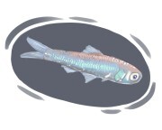 lanternfish
