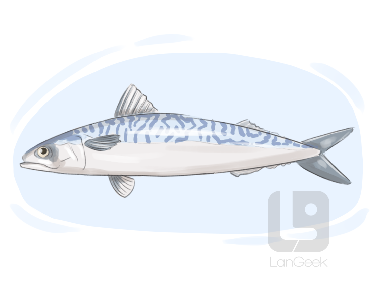 mackerel definition and meaning