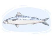 mackerel