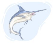 marlin