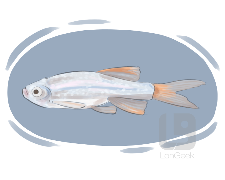 minnow definition and meaning