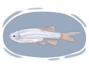 minnow