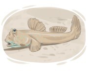 mudskipper