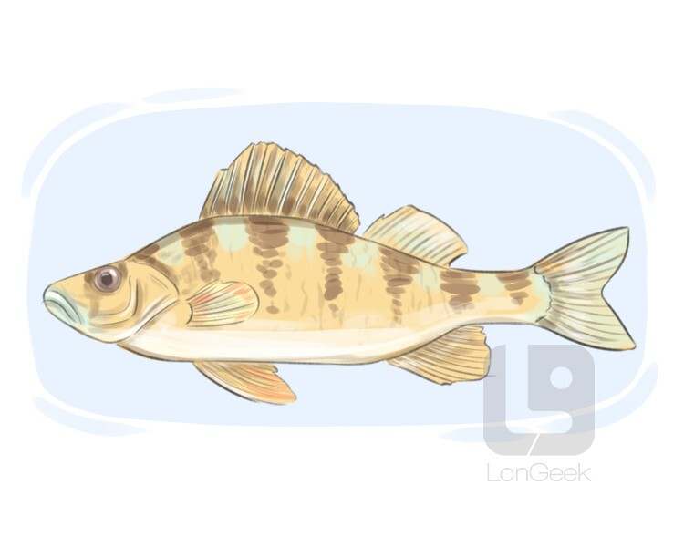 Perch anatomy