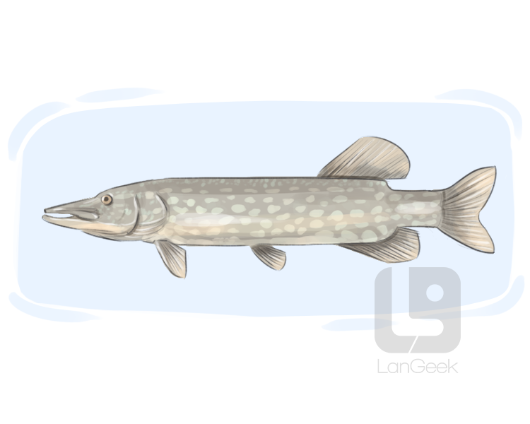 northern pike definition and meaning