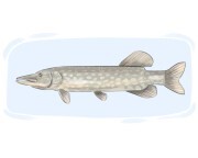 pike