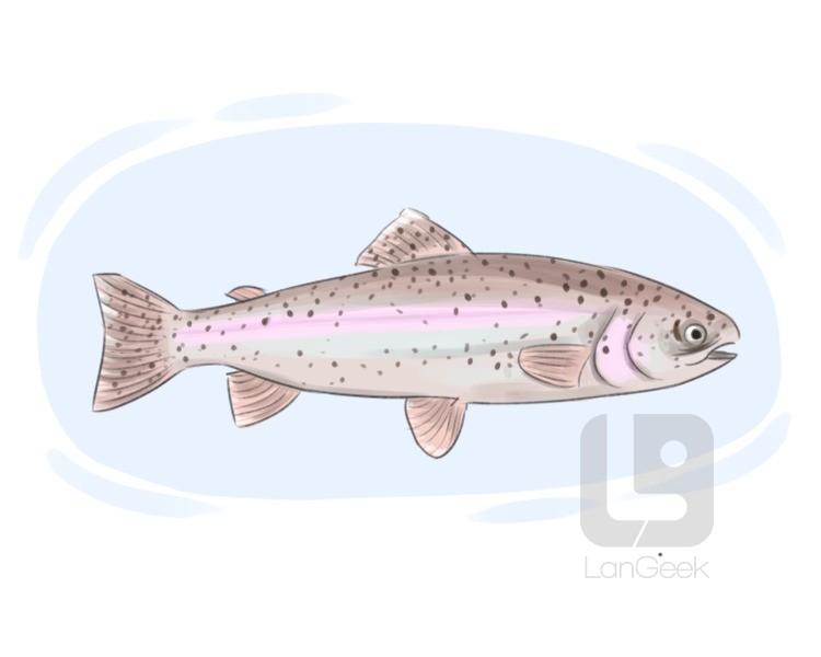 rainbow trout definition and meaning