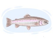 rainbow trout