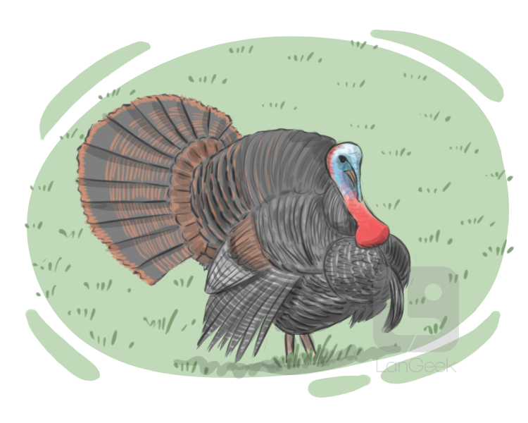 gobbler definition and meaning