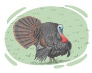 gobbler