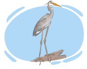 heron