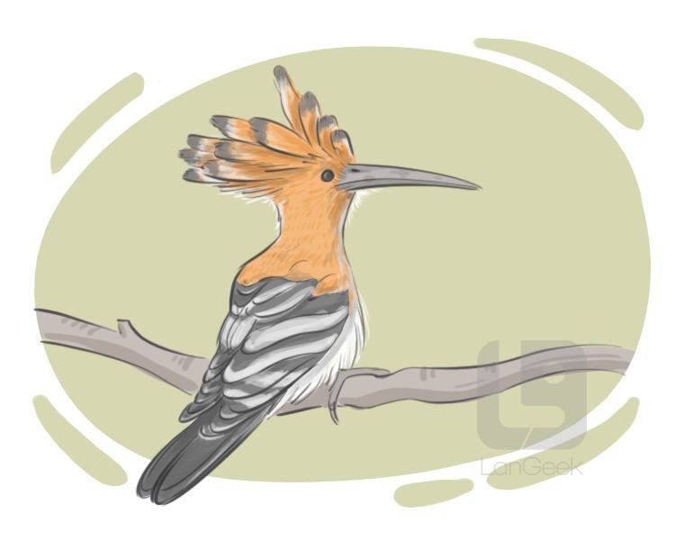 hoopoe definition and meaning