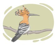 hoopoe