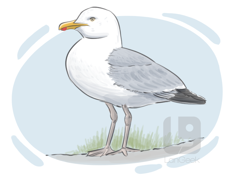 herring gull definition and meaning