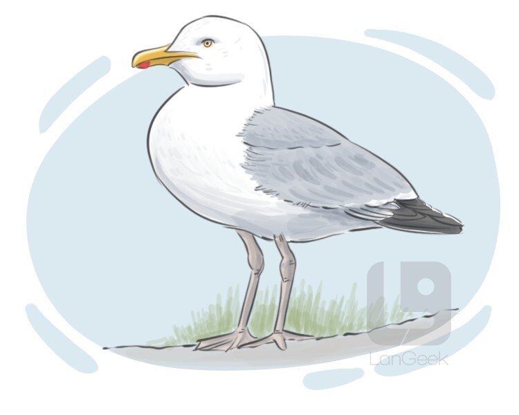 herring gull definition and meaning