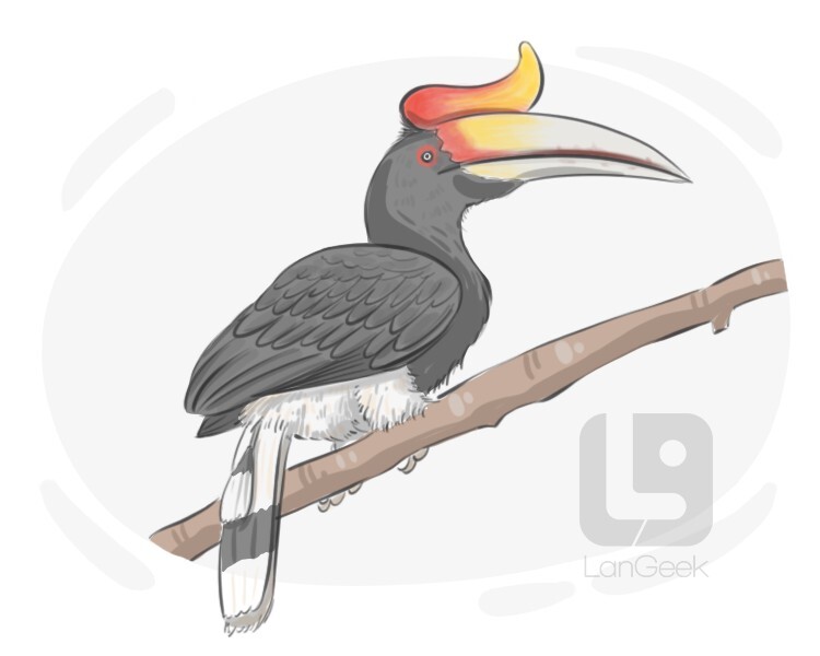 hornbill definition and meaning