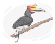 hornbill