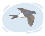 house martin