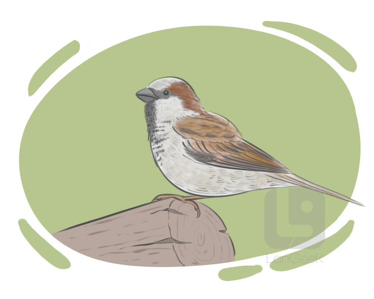 house sparrow definition and meaning