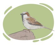 sparrow
