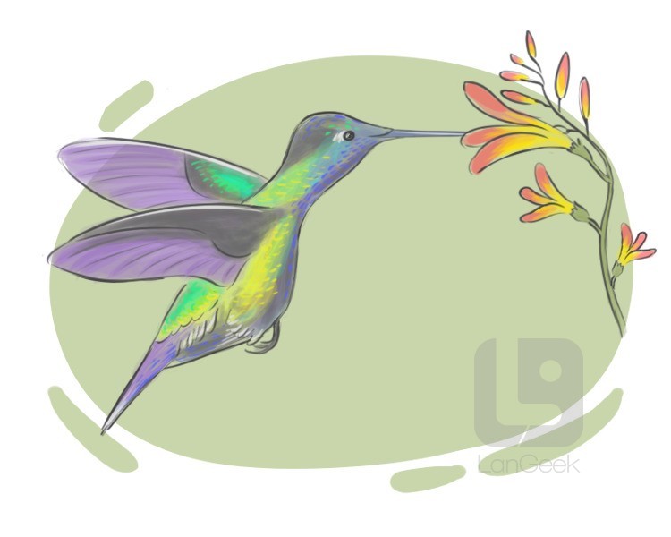 hummingbird definition and meaning