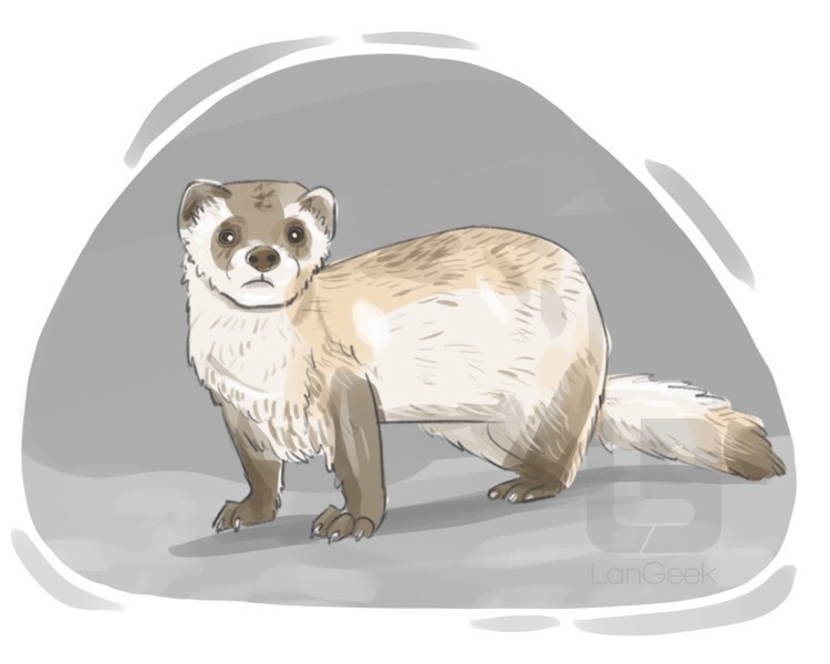 definition-meaning-of-mustela-putorius-langeek