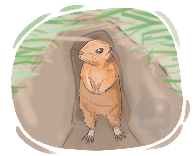 prairie dog definition and meaning