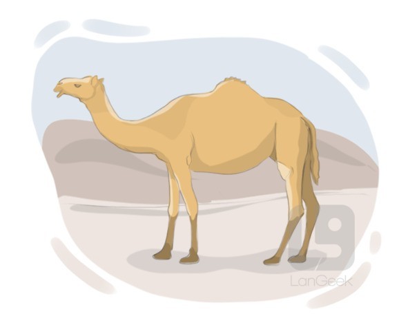 camelus dromedarius definition and meaning