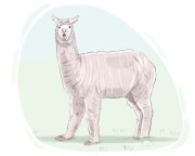 llama