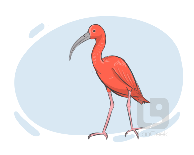 ibis definition and meaning