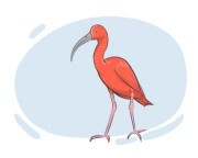 ibis